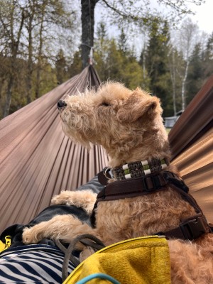 Billede 1 af Ulrike vedr. Cocoon - Hammock Straps Ultralight