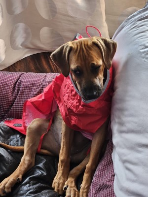 Billede 1 af Petra Maria vedr. Hunter - Dog Coat Uppsala Rain - Hundefrakker