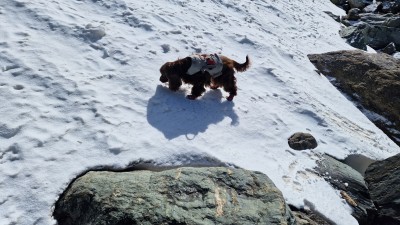 Billede 1 af REMO vedr. Ruffwear - Doubleback Harness - Seletøj til hunde