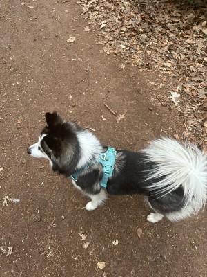 Billede 1 af Mandy vedr. Ruffwear - Front Range Harness - Seletøj til hunde