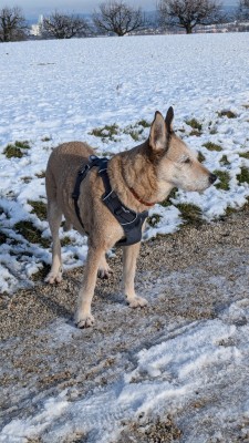 Billede 1 af Sabina vedr. Ruffwear - Front Range Harness - Seletøj til hunde