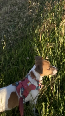 Billede 1 af Marie vedr. Ruffwear - Hi & Light Harness - Seletøj til hunde