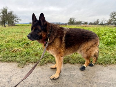 Billede 1 af Claudia vedr. Ruffwear - Summit Trex Shoe - Hundesko