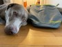 Billede 1 af hessameddin vedr. Ruffwear - Kibble Kaddie - Hundetilbehør