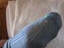 Billede 1 af Martin vedr. Wrightsock - Coolmesh II Low Tab - Multifunktionelle sokker
